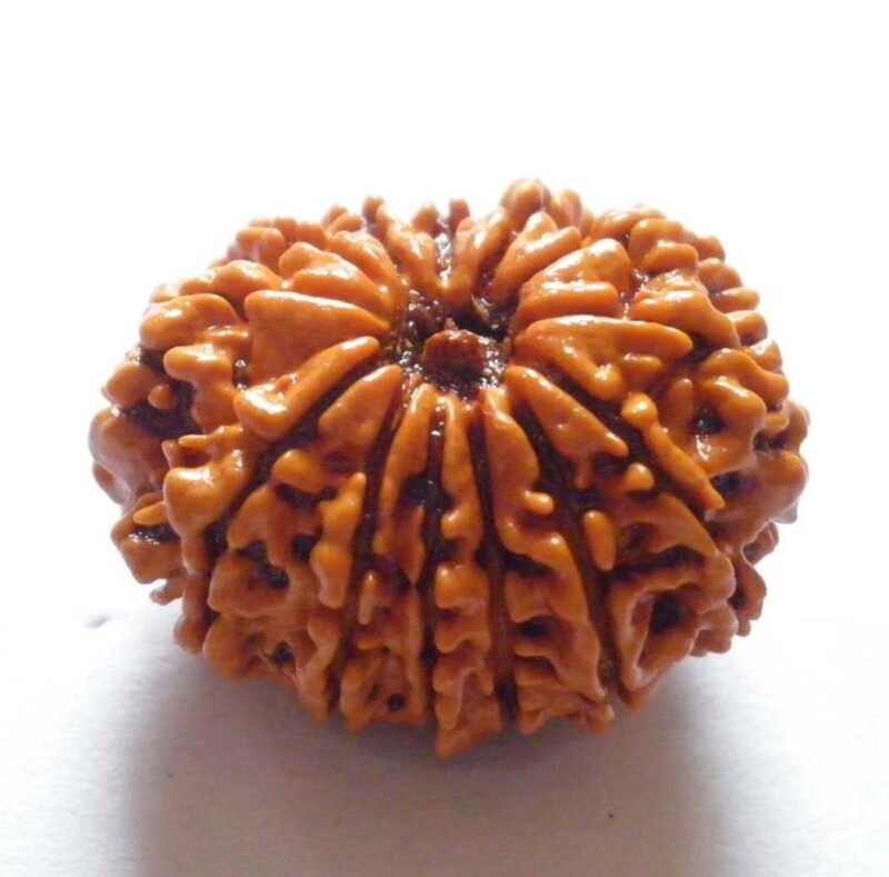 Original Nepali Rudraksha from most trusted astrologer